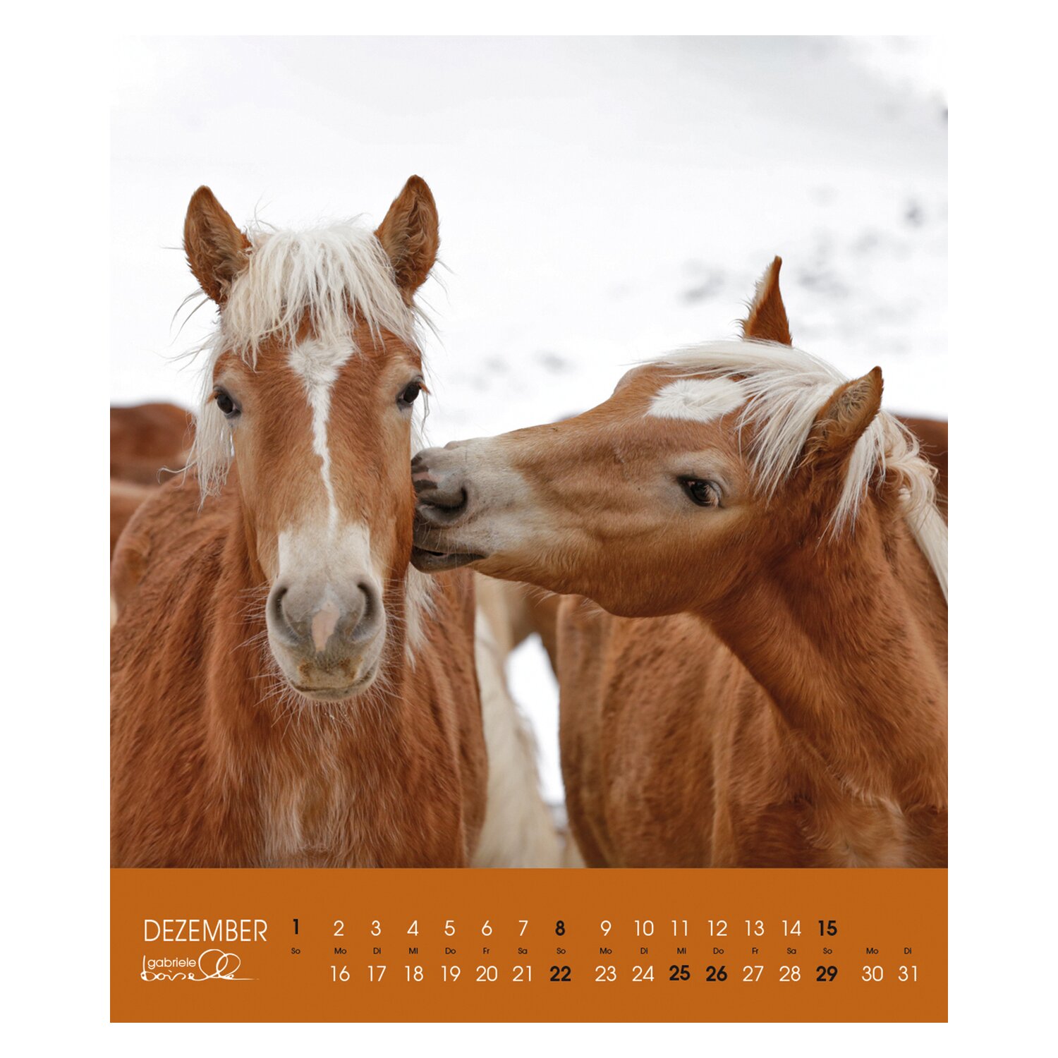 Kalender Haflinger - Edition Boiselle 2025