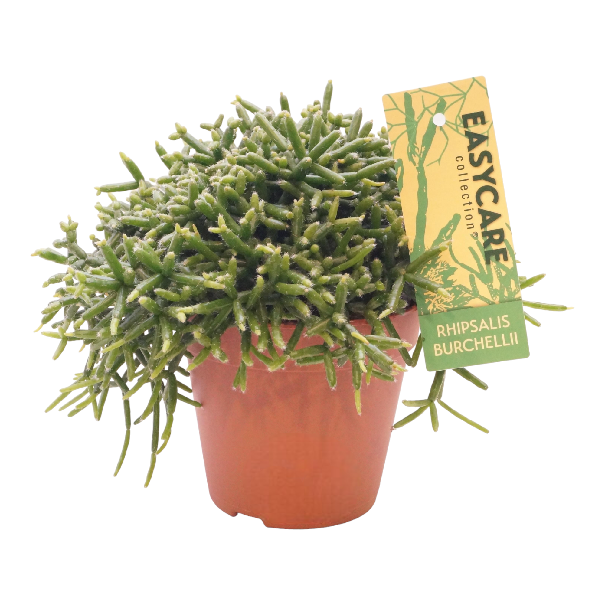 Plante d'intérieur - rhipsalis burchellii 20.0cm