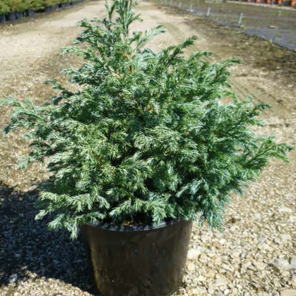 Faux cyprès pisifera boulevard/chamaecyparis pisifera boulevard[-]pot de 7,5l - 40/60 cm