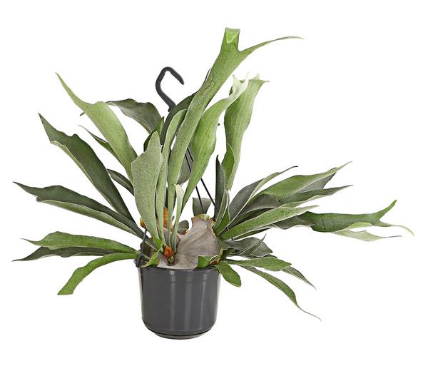 Geweihfarn - Platycerium bifurcatum