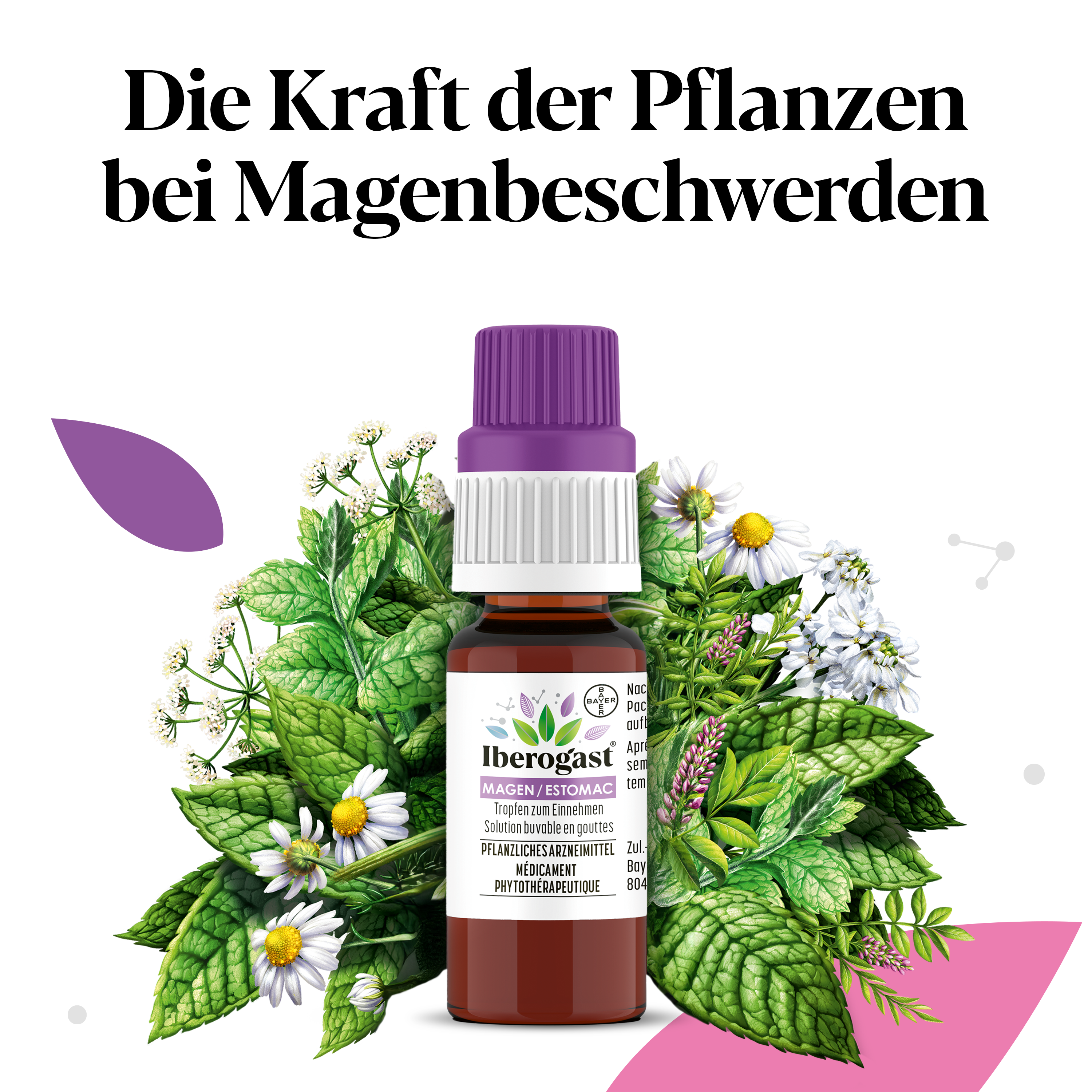 Iberogast Magen<br>100 ml, Flasche, Tropfen zum Einnehmen, Flüssigkeit