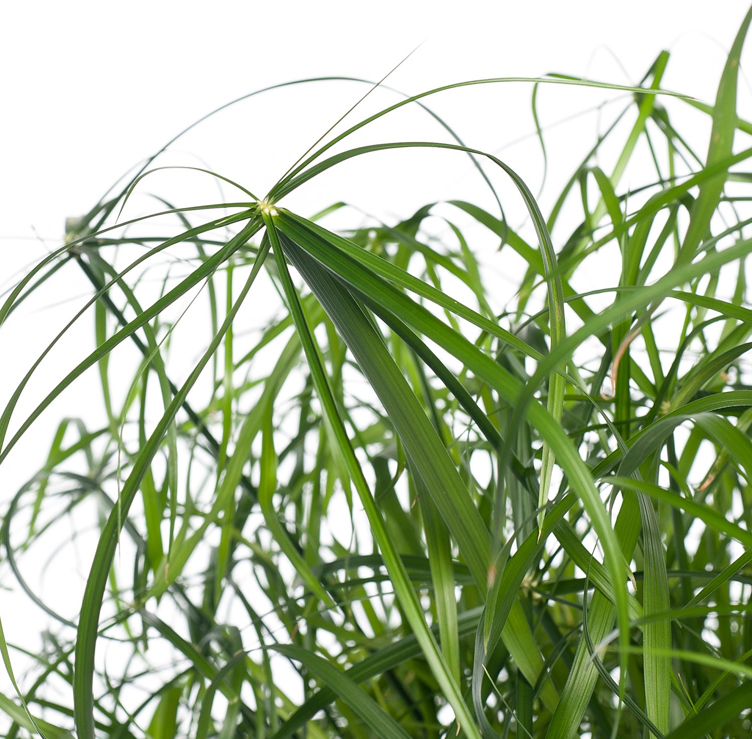 Parapluplant (Cyperus alternifolius) D 21 H 80 cm