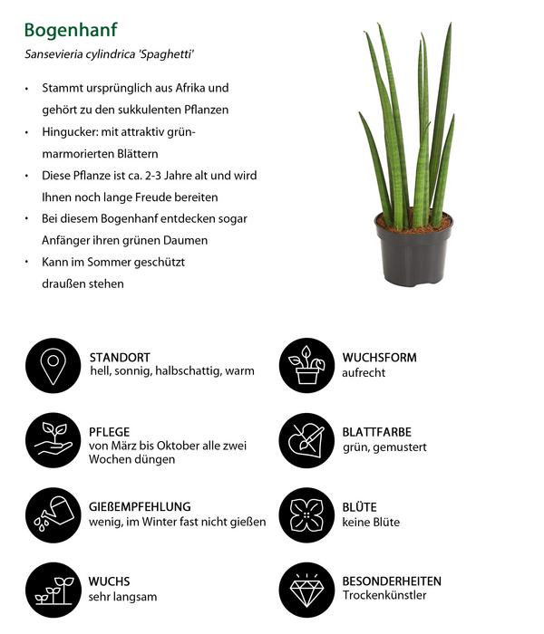 Bogenhanf-Set - Sansevieria cylindrica,
