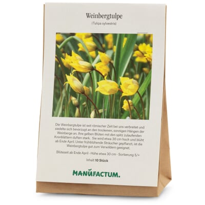 Blumenzwiebeln Tulpe 'Weinbergstulpe'