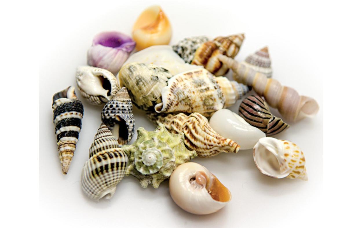 Dekoration Sea Shells Set, L, 5 StückSchneckenhäuser zur natürlichen Dekoration