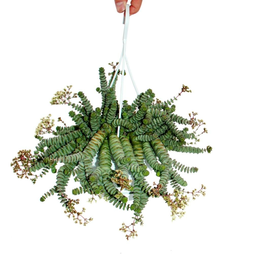 Crassula 