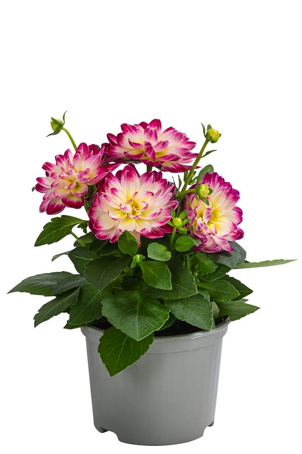 Zwergdahlie, verschiedene Farben