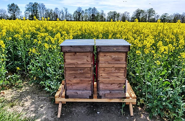 Bienenvolk hautnah Wunstorf