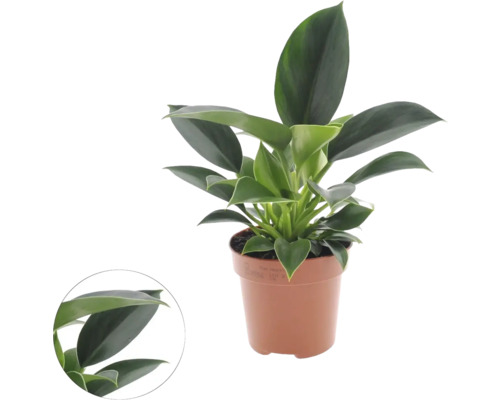 FloraSelf Philodendron 'Green Princess', ca. 25 cm hoog, potdiameter 12 cm