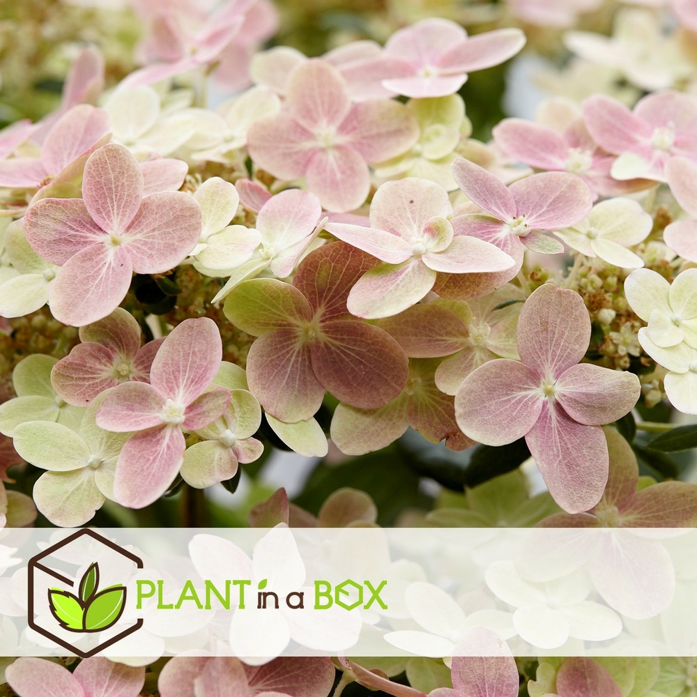 Hydrangea paniculata (s)witch ophelia - set de 2 - pot 19cm - hauteur 30-40cm