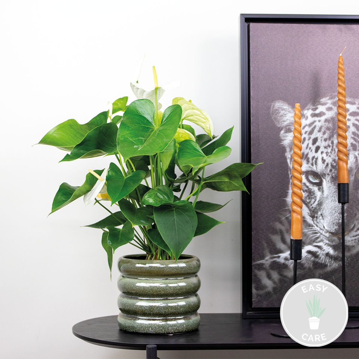 Anthurium 'aristo' blanc - flamingo plant - entretien facile - ⌀14 cm - ↕45-55 cm