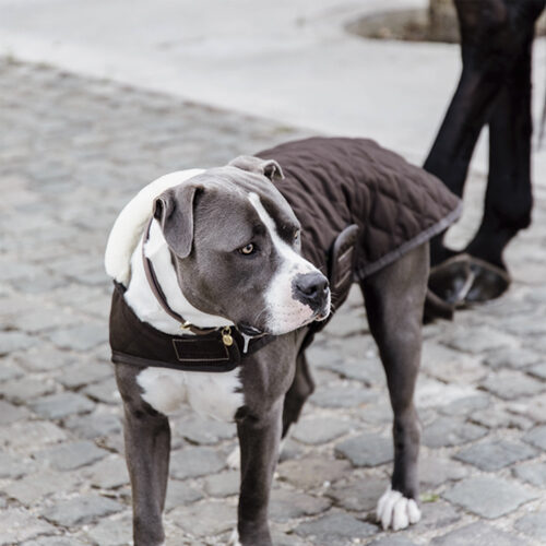 Kentucky Dog Coat Original