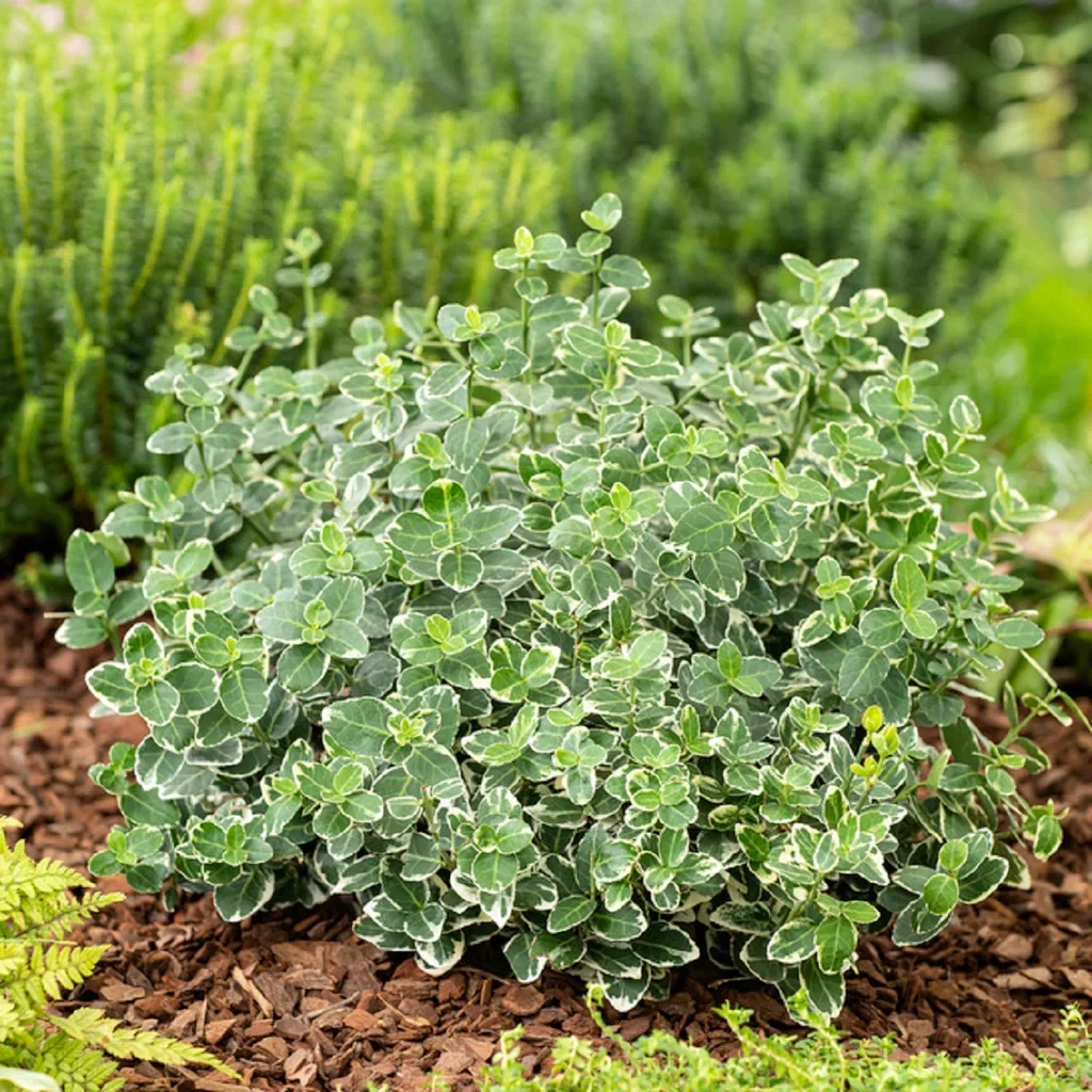 Euonymus fortunei var. radicans 'Emerald Gaiety' Beinved 'Emerald Gaiety' Høyde 25-30 cm