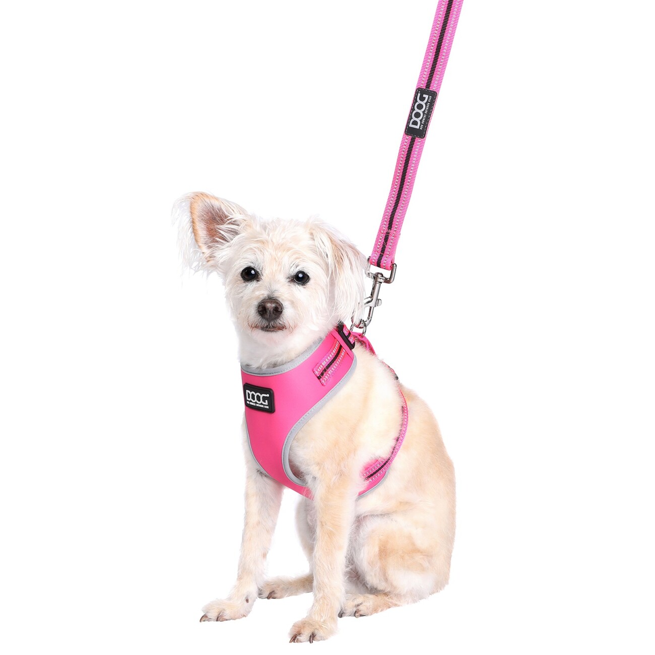 DOOG LEINE NEON