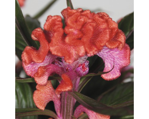 Silver Cockle FloraSelf Celosia argentea 'Hot Topic' Ø 16 cm pot