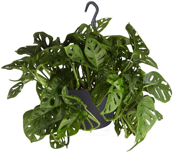 Fensterblatt - Monstera adansonii, Ampel