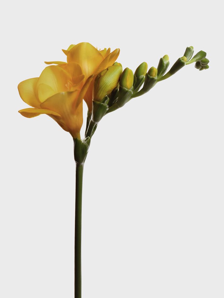 Eau de toilette Exotic Freesia 100 ml - Amarelo