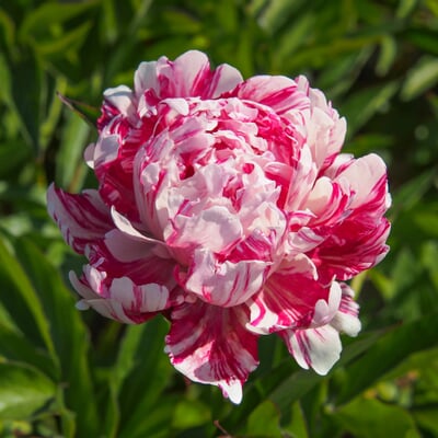 Pfingstrose 'Candy Stripe'