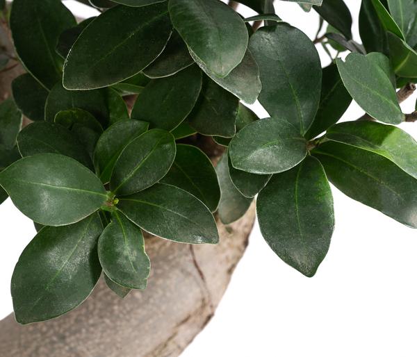 Chinesische Feige - Ficus microcarpa