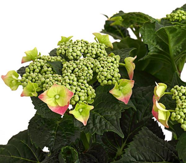 Teller-Hortensie, ca. 30-40 cm