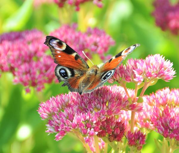 Bio Große Fetthenne 'Herbstfreude'