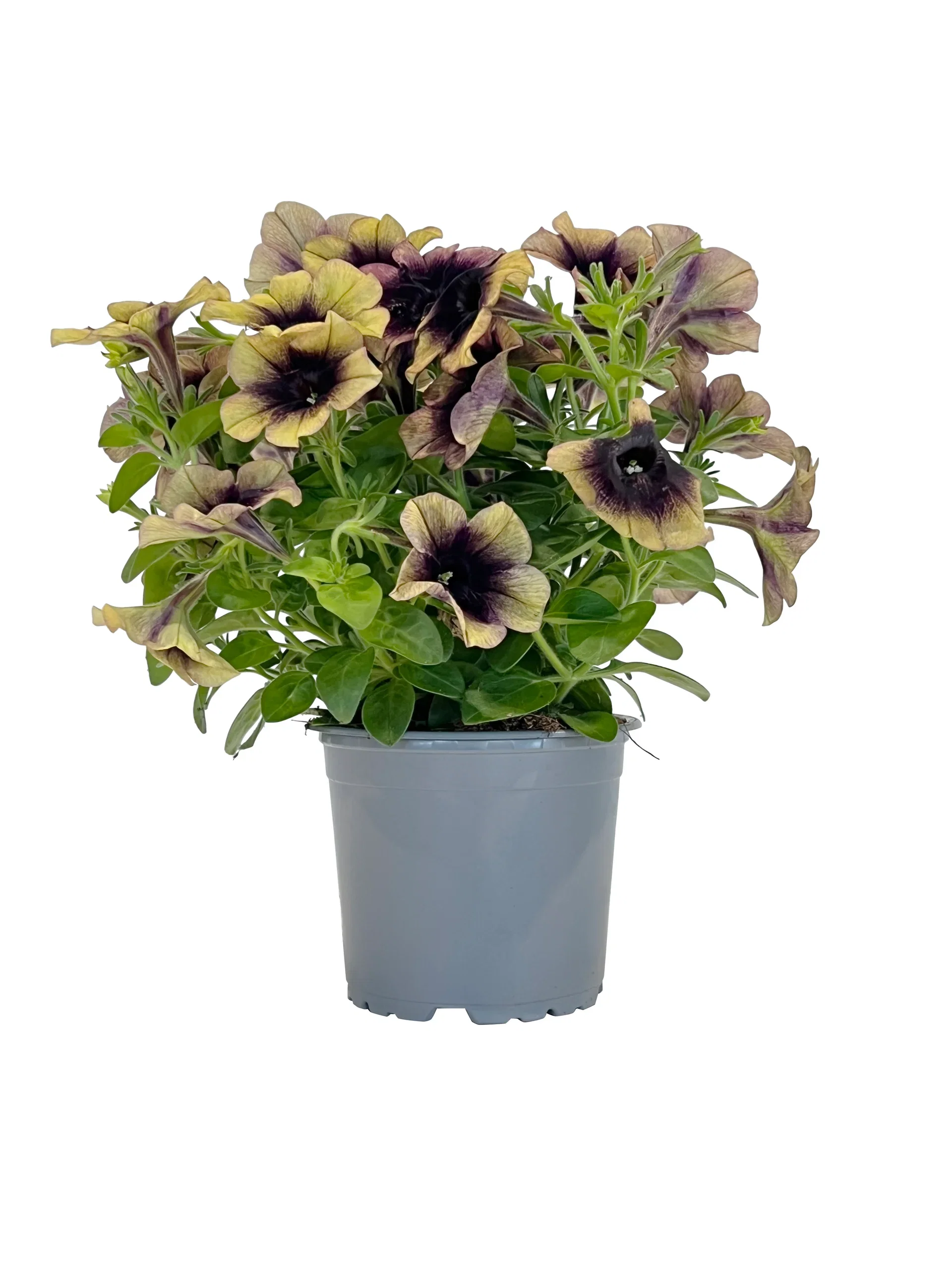 Petunia x hybrida Special color Petunia Ø12 cm