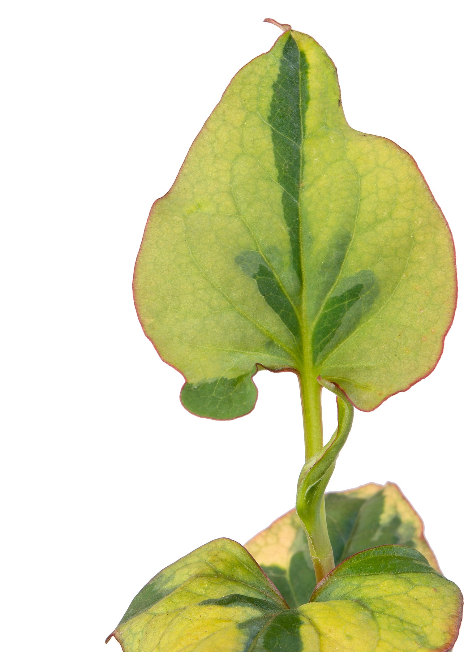 Bonte moerasanemoon (Houttuynia cordata 'Chameleon') D 9 H 20 cm