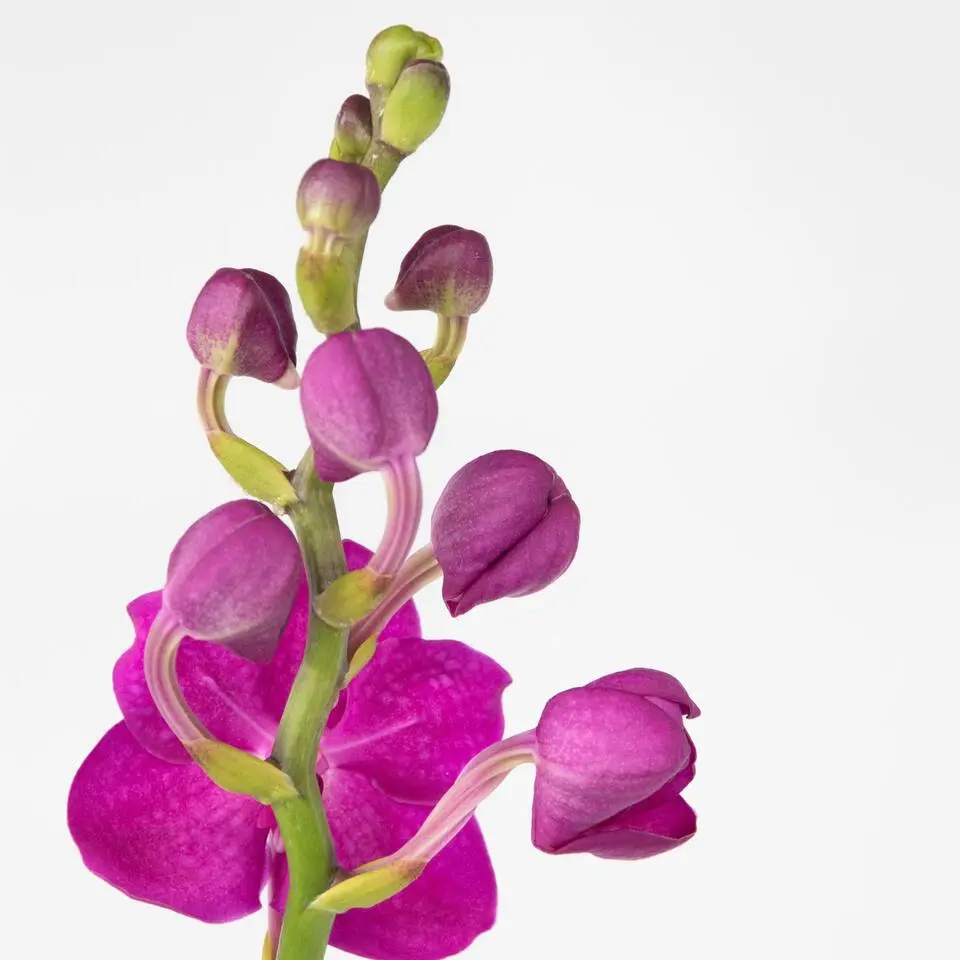 Roze Orchidee L - Vanda 'Pink' - Hoogte 55-65cm