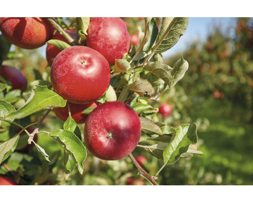 Biologische Herfstappelterras FloraSelf Bio Malus domestica 'Florina' ® H 60-80 cm Co 5 L