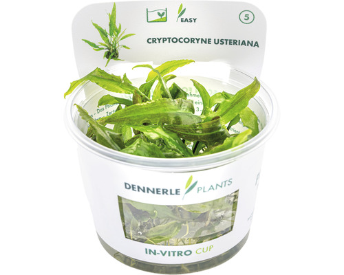 Waterbeker - Cryptocoryne usteriana In-Vitro