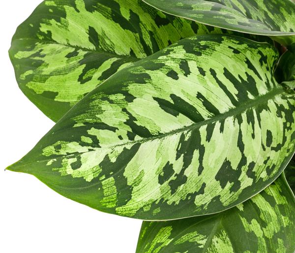 Homalomena - Homalomena wallisii 'Camouflage'