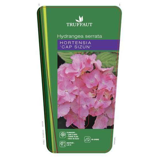 Hydrangea 'Cap Sizun', ctr 3 L