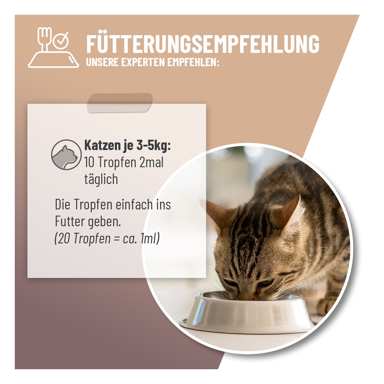 REAVET Magen & Darm Tropfen Katzen 50ml