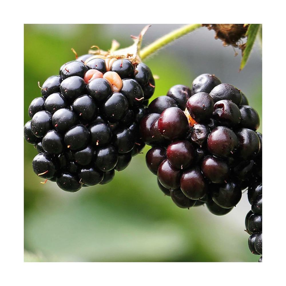 Mûre fruticosus adrienne®/rubus fruticosus adrienne®[-]pot de 1,5l - tuteur bambou 30/60 cm