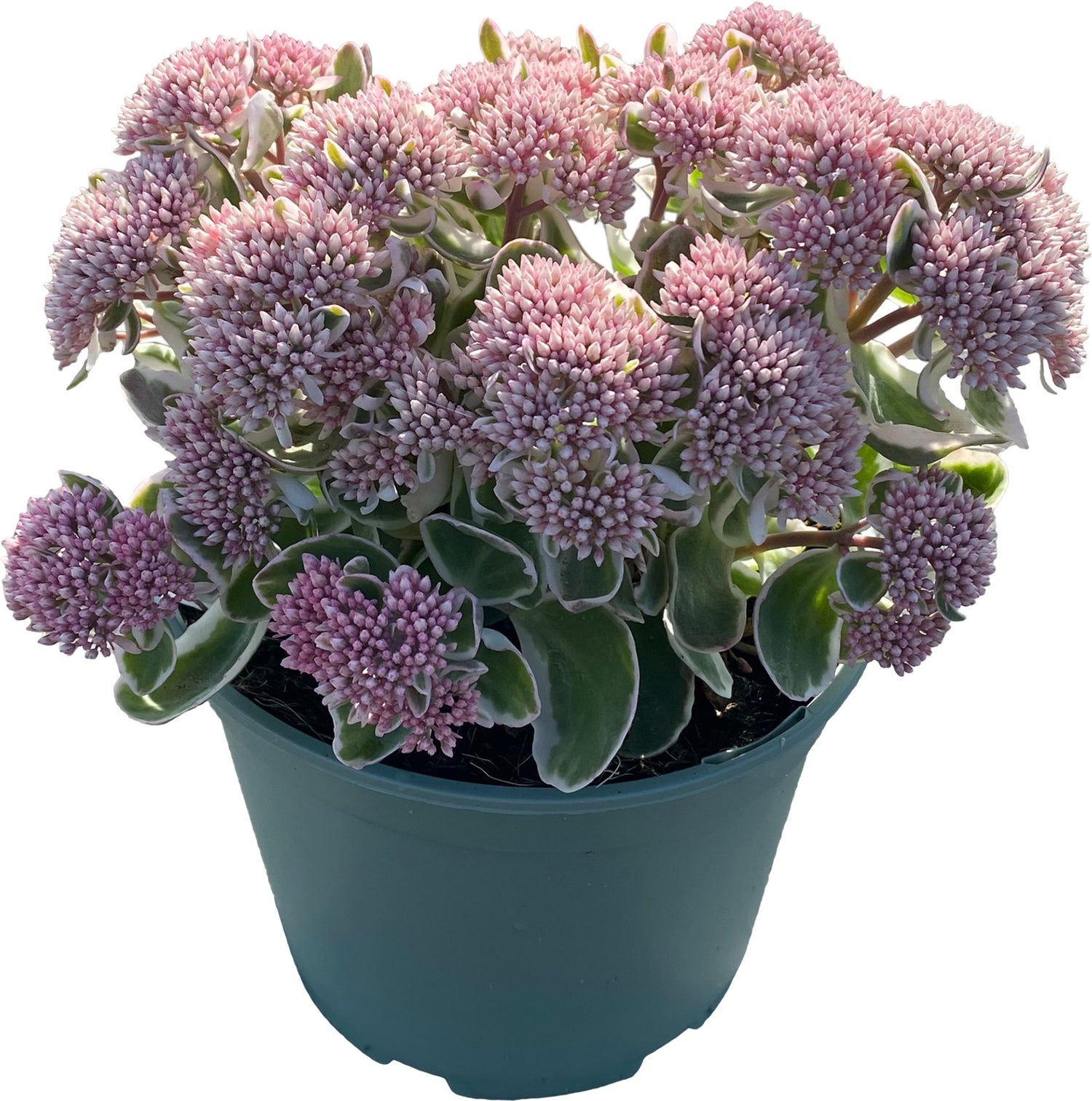 Hemelsleutel (Sedum spectabile 'Green White Leaves') D 17 H 30 cm
