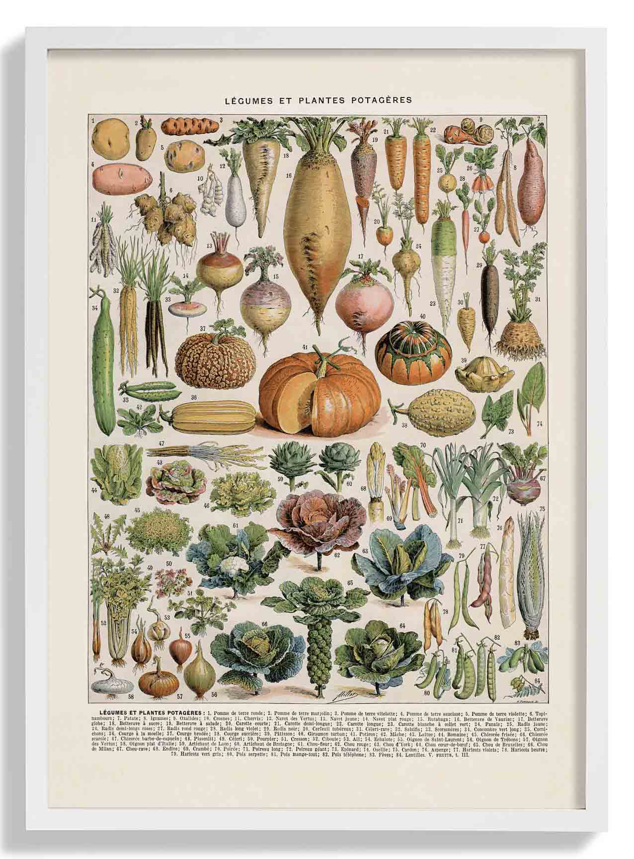 LÉGUMES etES POTAGÈRES