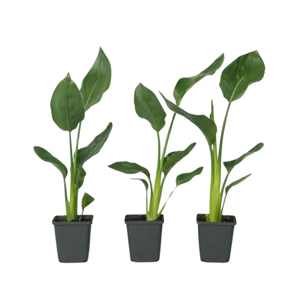 Paradijsvogelbloem - Set van 3 - Strelitzia reginea - Hoogte 25-40cm - ⌀9cm