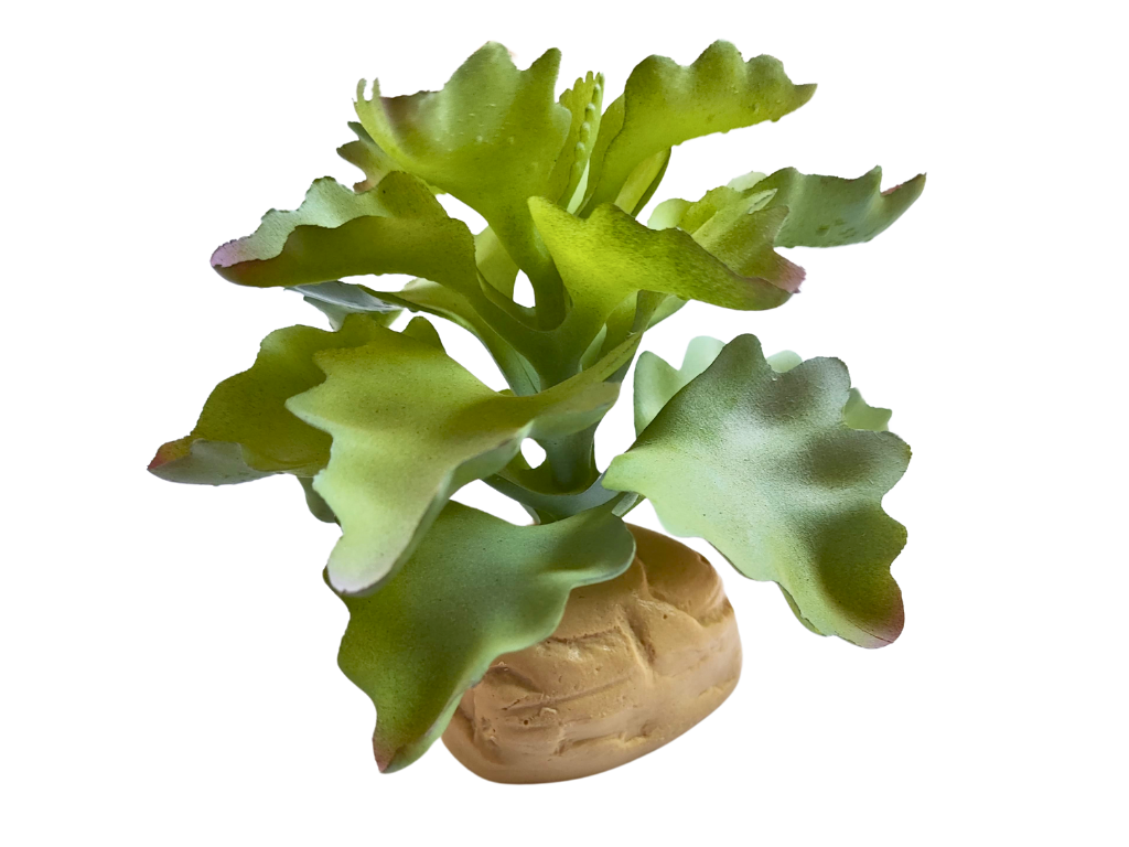 Planta Kalanchoe para decoração de terrário