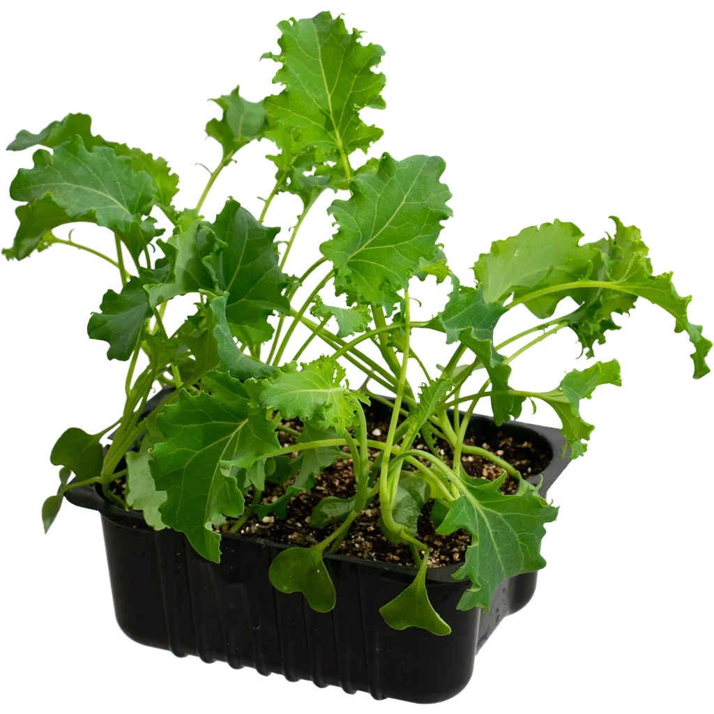 Kale 'Bornick' box 14 cm Grønnkål 'Bornick' Ø14 cm