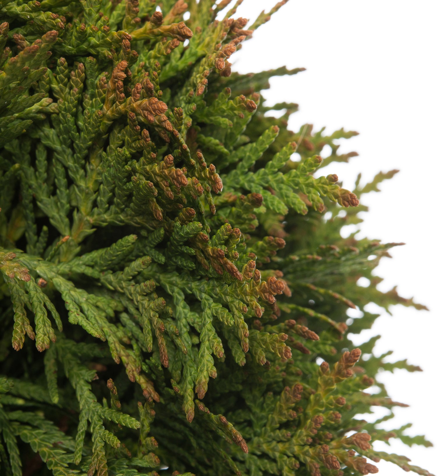 Levensboom (Thuja occidentalis 'Danica') D 17 H 15 cm
