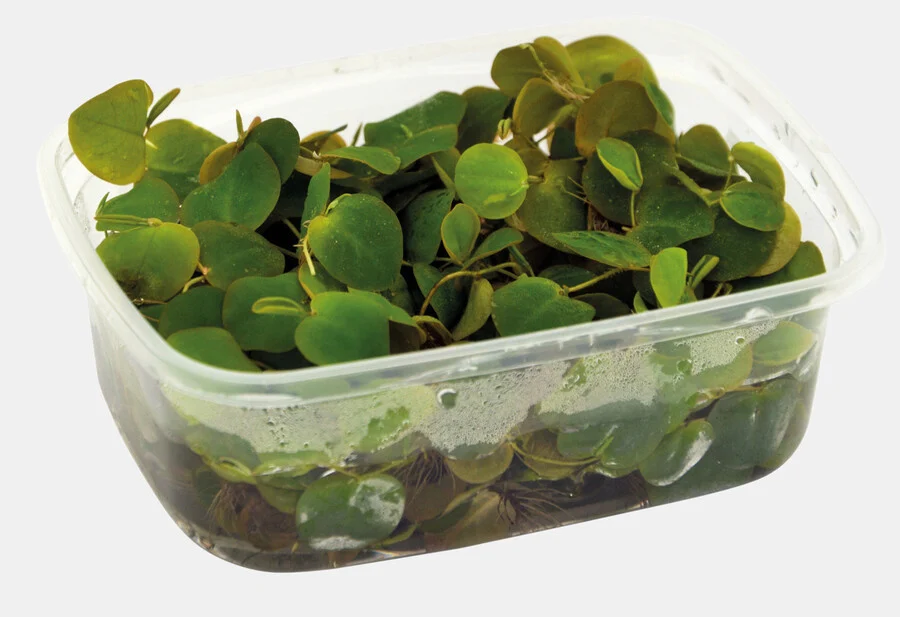 Waterplant Phyllanthus fluitans drijfplant | Aquariumplant