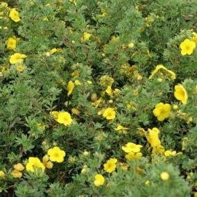 Ganzerik (Potentilla fruticosa 'Goldstar') H 30-40 cm