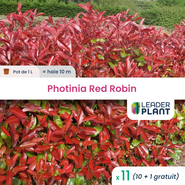 11 x photinia red robin en pot de 1 l