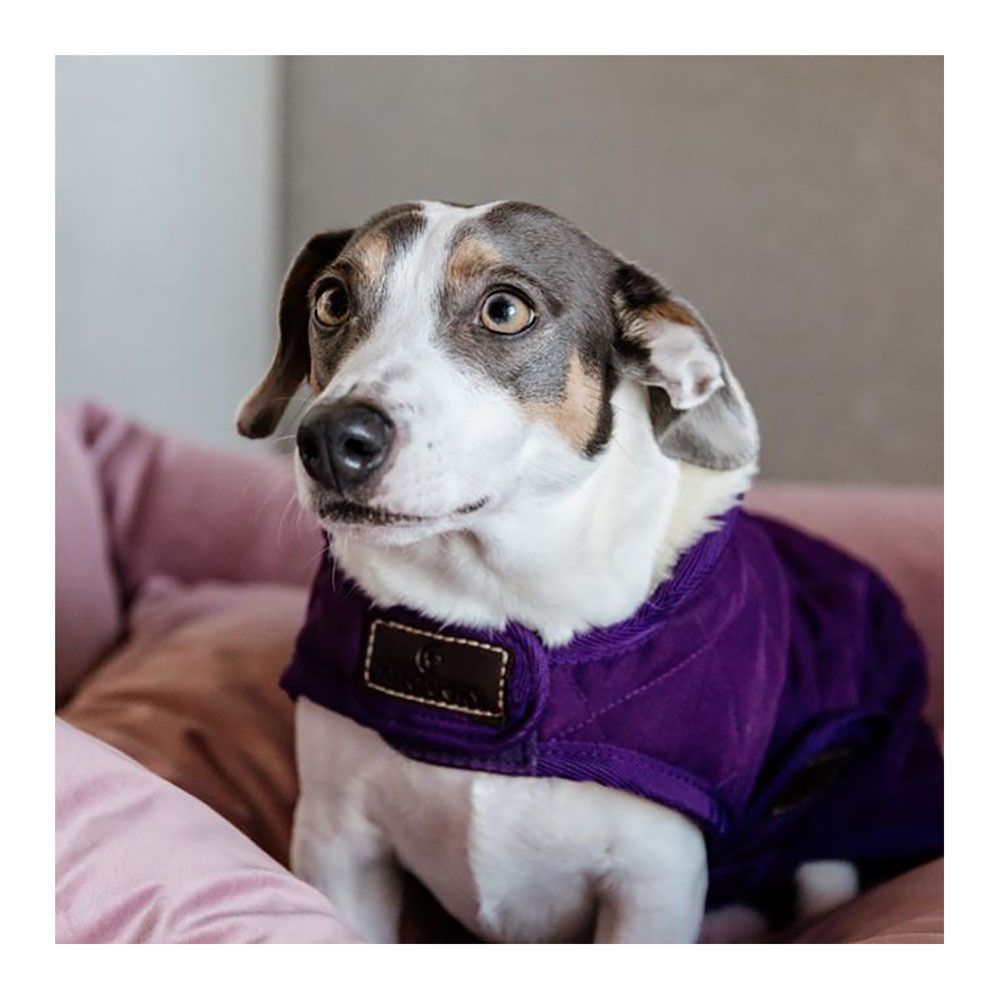 Kentucky ORIGINAL - Manteau pour chien royal purple