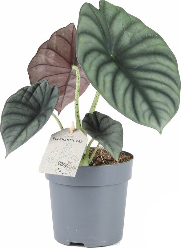 Olifantsoor (Alocasia 'Silver Nebula') D 11 H 35 cm