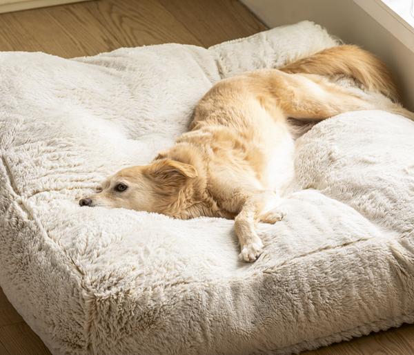 Dehner Lieblinge Kuschelkissen Chichi,