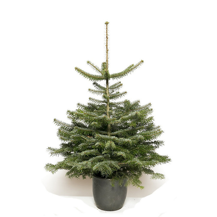 Sapin naturel Nordmann h.100/150 cm
