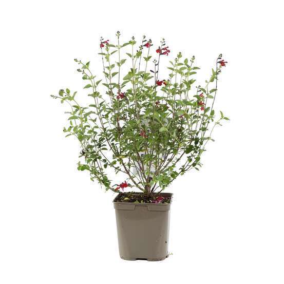 Sauge microphylla 'Royal Bumble' : ctr 3 litres
