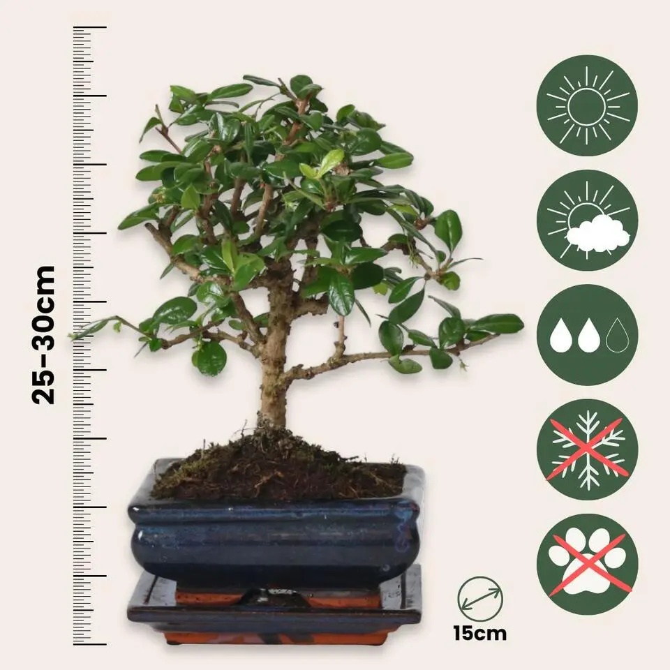 Bonsai - Carmona microphylla - Hoogte 25-30cm - ⌀15cm