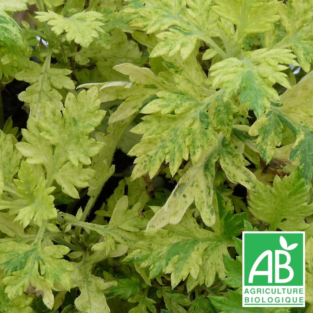 Armoise commune panachée bio/artemisia vulgaris orientalis 'limelight'[-]lot de 9 godets